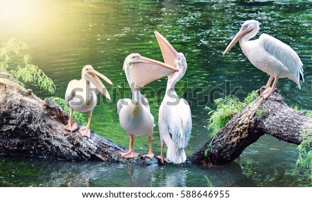 Birds Pelicans are talking. Positive birds. Animals. Birds in the nature. Birds on the tree.