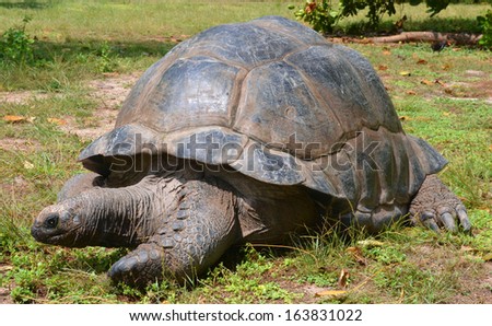 Giant tortoise (Geochelone gigantea). Bird Island, Seychelles.