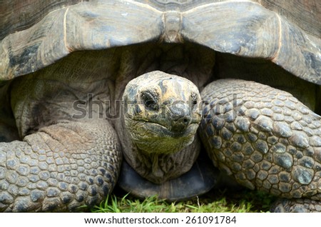 Giant tortoise (Geochelone gigantea). Bird Island, Seychelles.