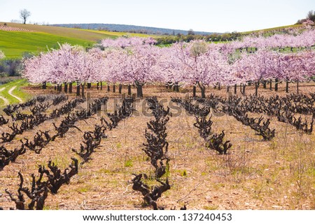 vineyard and cherry blossoms in spring. Mixed cultivation for optimal land use in Castilla y Leon, Spain