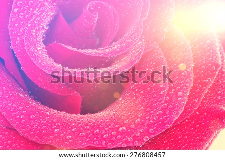 Rose and water droplets image with vintage effect added