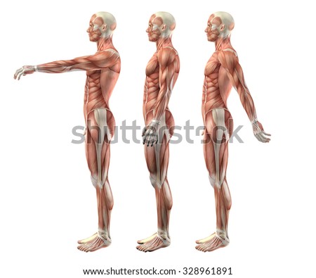flexion extension shoulder hyperextension render showing medical figure 3d shutterstock search