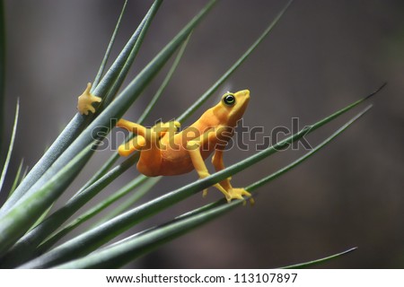 A Panamanian Golden Frog Striking An Interesting Pose, Atelopus zeteki, The All Yellow Variety