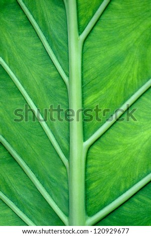The Veins Of A Green Large Leaf In Close Up View
