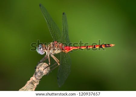 A Red Dragonfly On A Green Background, Probably a Type of Meadowhawk, Sympetrum, Family Libellulidae