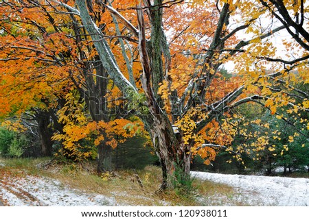 Trees In Autumn Regalia During A Light Snowfall At Traverse City Michigan, USA