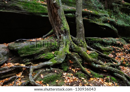 Rocky Cliff Walls, Mossy Tree Trunks And Roots In The Scenic Old Man\'s Cave State Park Of Central Ohio, Hocking Hills Region In Autumn