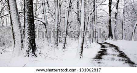 Snow Covered Trees And A Walking Path Through The Woods During Winter In The Park, Sharon Woods, Southwestern Ohio, USA