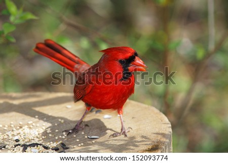 A Red Bird, The Northern Cardinal Eating Bird Seed, Male, Cardinalis cardinalis