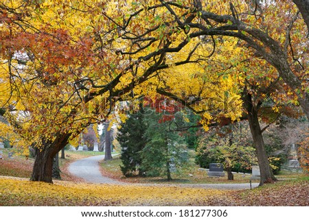 A Canopy Of Blazing Yellow Trees Over A Quiet Cemetery Road In Autumn, Southwestern Ohio, USA