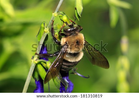 A Carpenter Bee Nactaring On Blue Flowers, Green Background, Xylocopa micans