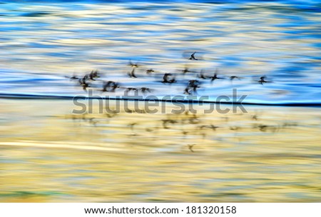 Shore Birds Flee My Approach, The Motion Of The Camera And Birds Create An Abstract Beach Scene, The Pacific Ocean, Early Morning, San Diego, California, USA