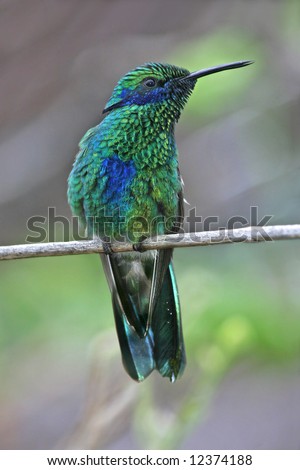 Green Violet-Ear, Colibri thalassinus, Hummingbird, Bird, Avian, Feather, Feathered, Cute, Green