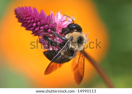 Xylocopa micans, Carpenter Bee