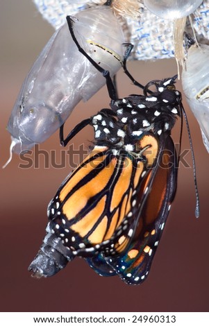 Butterfly Chrysalis, Monarch, Danaus plexippus, Emergent Sequence Image Number 6 of 6