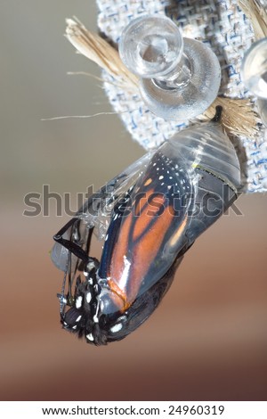 Butterfly Chrysalis, Monarch, Danaus plexippus, Emergent Sequence Image Number 4 of 6