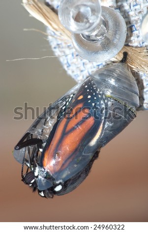 Butterfly Chrysalis, Monarch, Danaus plexippus, Emergent Sequence Image Number 3 of 6