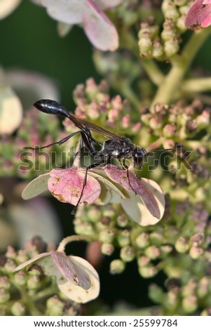 Two-spotted Digger Wasp, Thread-waisted Wasp, Eremnophila aureonotata