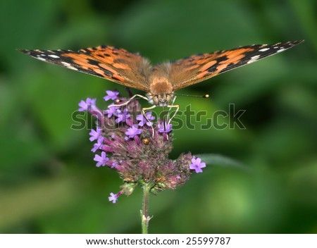 Butterfly On Brazilian Verbena, American Painted Lady, Vanessa virginiensis