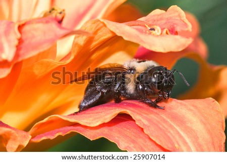 Carpenter Bee Resting On An Orange Day Lily Pedal, Xylocopa micans
