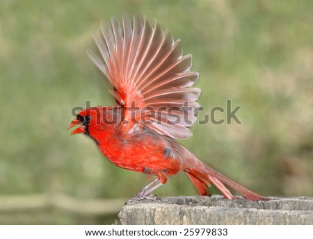 Cardinal Bird Flight on Cardinal Male Taking Flight Creating A Slight Motion Blur  Cardinalis