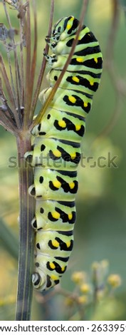 Brightly Colored Caterpillar, Black Swallowtail, Papilio polyxenes
