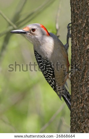 Red Bellied Woodpecker Clinging To The Side Of A Tree, Melanerpes carolinus