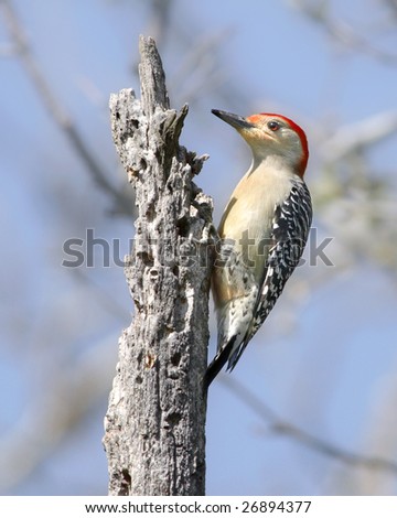 Red Bellied Woodpecker Perched On A Dead Tree Trunk, Melanerpes carolinus