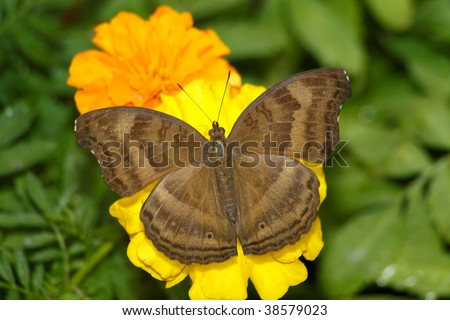 Butterfly; The Chocolate Pansy or Chocolate Soldier Junonia iphita; Top Down View