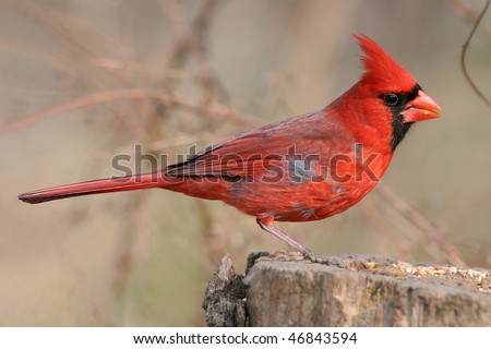 Bird, Northern Cardinal, Male, Cardinalis cardinalis, Feeding On Bird Seed