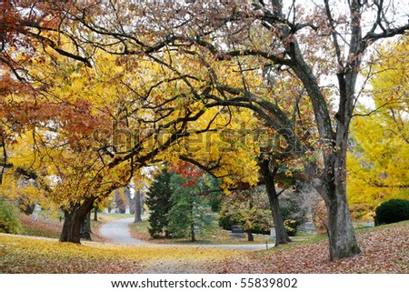 A Canopy Of Blazing Yellow Trees Over A Quiet Cemetery Road In Autumn.