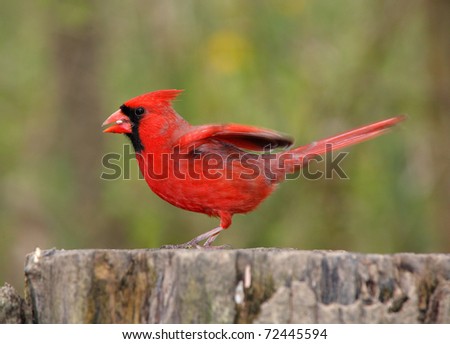 Cardinal Bird Flight on Bird  Northern Cardinal  Male  Taking Flight  Cardinali
