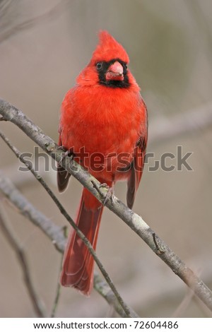 Male Cardinal Bird on Bird  Northern Cardinal  Male  Front View  Cardinalis Cardinalis Stock