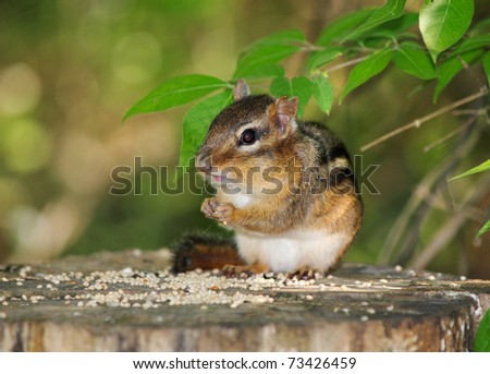 A Very Cute Eastern Chipmunk Dining On Bird Seed, Tamias striatus