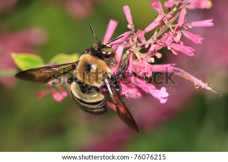A Carpenter Bee Nectaring On Pinks Flower, Xylocopa micans