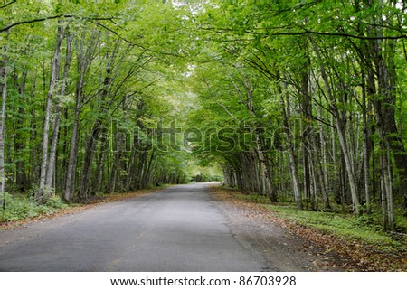 A Tree Lined Road In The Pictured Rocks National Lakeshore Forest Near Grand Marais Michigan, Upper Peninsula, USA
