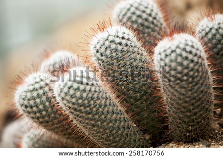 Short cactus plants in a hot house.