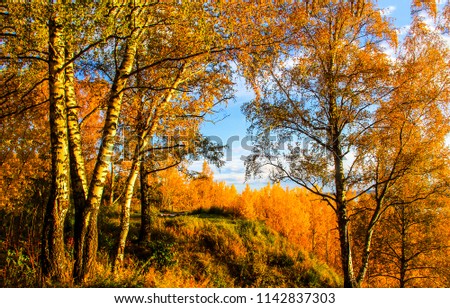 Autumn birch tree forest landscape. Birch tree forest in autumn season. Autumn birch forest panorama
