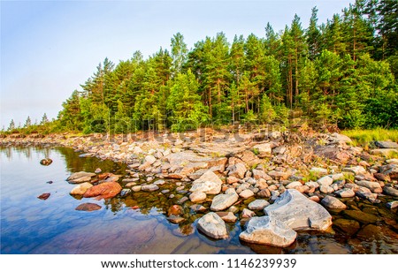 Karelia pine tree forest lake beach landscape. Pine forest lake boulders beach view. Pine tree forest lake boulders beach scene