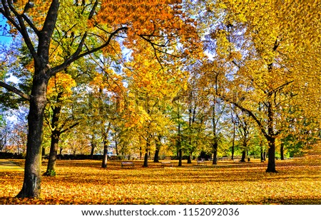 Autumn forest park landscape. Golden autumn park bench view. Autumn forest park panorama
