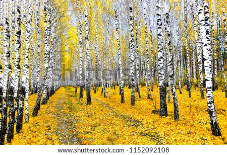 Autumn birch tree forest road landscape. Birch tree forest road in autumn season. Autumn birch tree forest road view