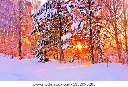 Winter snow forest trees sunset background. Red sunset in winter snow forest trees scene. Winter sunset snow forest trees view