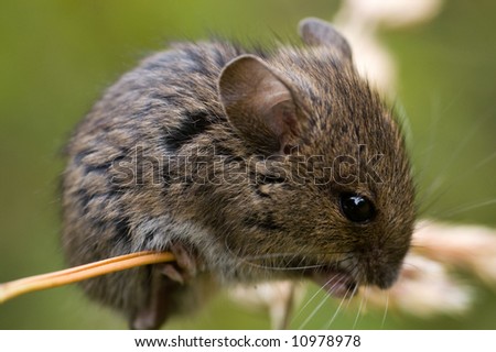 Field mouse on grass