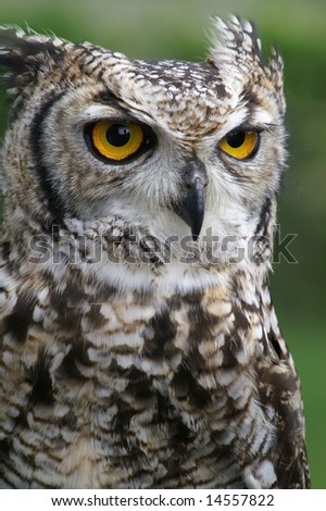 Close up of owl with details of head, eyes and beak against blurred green background
