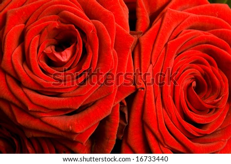 Close up of a pair of red roses with side lighting revealing delicate texture