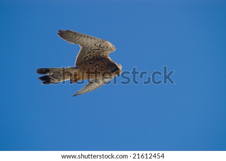 Close up of falcon flying, isolated against clear blue sky