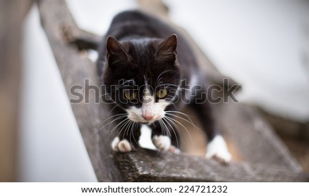 black cat with white paws crept up the ladder