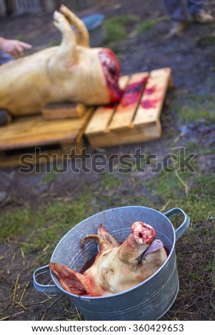 pig slaughter in a tradition way in the rural areas, pig head separated from the body
