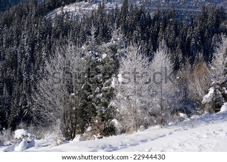 winter landscape with trees covered with frost