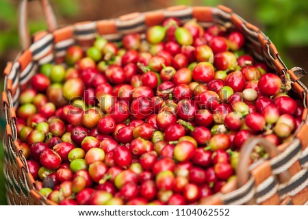 Fresh Arabica coffee berries in basket. Organic coffee farm on Bolaven Plateau, a coffee grower’s utopia. Pakse, Laos. Close-up. Soft sunlight. Closeup. Rainy season.